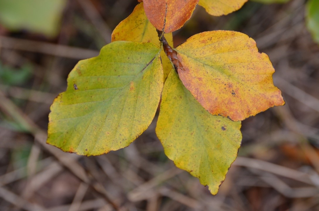 Enlarged view: Leaf coloring of Fagus sylvatica (Picture: C. Bigler)
