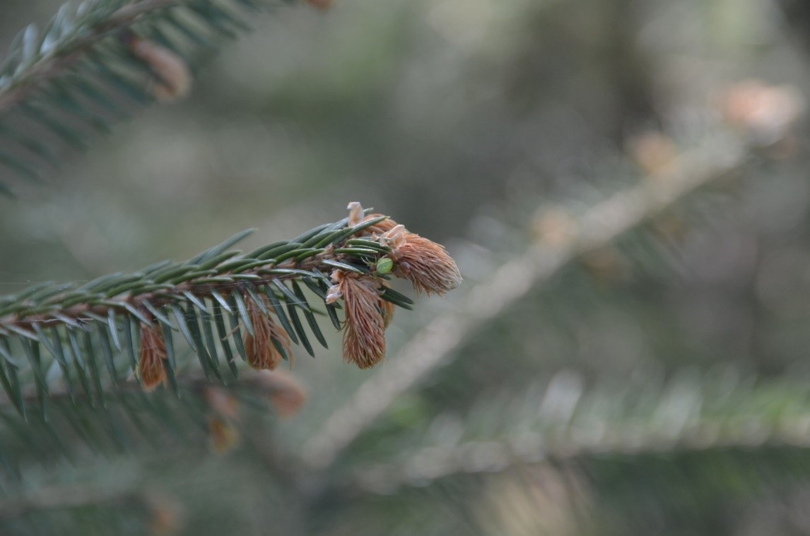 Vergrösserte Ansicht: Frost damage of Picea abies (Picture: C. Bigler)