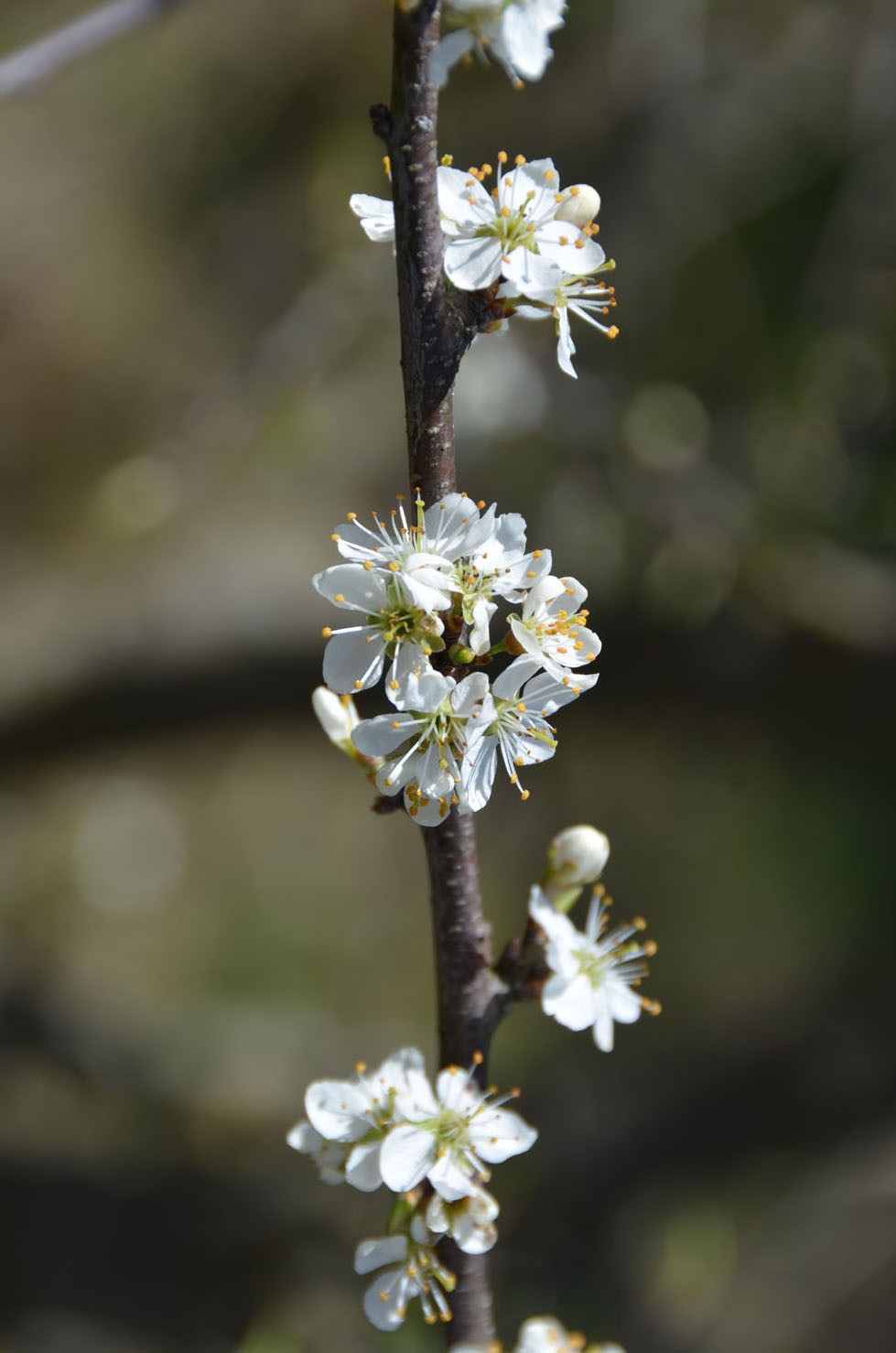 Vergrösserte Ansicht: Prunus spinosa