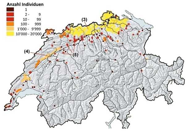 Ein Übersichtskarte zur Klassifizierung von Populationsgrösse der Elsbeere in der Schweiz. Mit drei Beispielen (3-5).